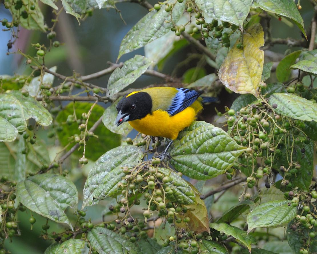Black-chinned_mountain_tanager_TK_2
